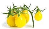 foto Semi di pomodoro di pera gialla - Lycopersicon esculentum, miglior prezzo EUR 4,29, bestseller 2024