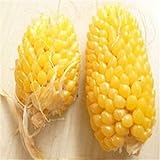 foto Plantree Fd950 Ananas semi di mais Heirloom semi di ortaggi biologici Popcorn Non-Gm 10Pc A, miglior prezzo , bestseller 2024