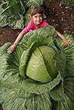 foto 100 semi / Bag rari gigante russo semi di cavolo, semi di ortaggi 95% + germinazione, verdura di alta qualità per il giardino di casa, miglior prezzo EUR 5,98, bestseller 2024