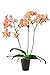 Schmetterlingsorchideen-Set 'Heidi Blum', Orchideen-Pflanze mit 3 Rispen (LH 30-50 cm) + Keramiktopf anthrazit + 30 ml Dünger, Phalaenopsis orange blühend von Evrgreen neu 2024