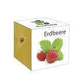 foto ecocube - Cubo in legno, motivo: fragole, miglior prezzo EUR 13,14, bestseller 2024