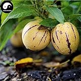 foto Comprare semi di melone Melanzana frutta 30pcs impianto Ginseng Fruit pepino Aiton, miglior prezzo EUR 14,51, bestseller 2024
