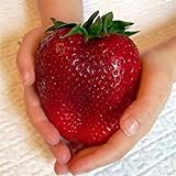 foto Visa Store Semi di fragola rossa gigante di Davitu 100Pcs Semi di Heirloom Super Japan Strawberry Garden, miglior prezzo , bestseller 2024