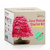 foto Fai crescere il tuo kit di bonsai - Fai crescere facilmente 4 tipi di alberi bonsai con il nostro kit di base completo di semi di bonsai per principianti - kit regalo con semi unici, miglior prezzo EUR 17,99, bestseller 2024