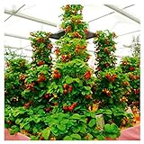foto 100pcs / confezione gigante di fragola fragola scalare big red piante semi a casa garden, miglior prezzo EUR 1,99, bestseller 2024
