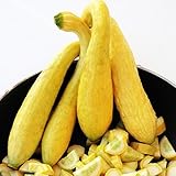 foto Zucchino giallo rugoso Friulano (Semente), miglior prezzo EUR 1,10, bestseller 2024