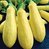 foto Precoce maturazione lunga bianca Melanzana F1 Vegetable Seeds, pacchetto all'ingrosso, 200 semi, Nizza KK179 pelle, miglior prezzo EUR 10,99, bestseller 2024
