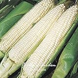foto SEMI PLAT firm-20pcs regina semi ibridi di mais di verdure giardino domestico di DIY BonsaÃ¯Pianta, miglior prezzo EUR 12,99, bestseller 2024