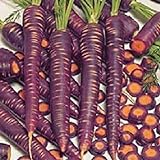 foto PLAT FIRM Germinazione I semi PLATFIRM-carota Semi 500 Purple Haze Carota ibride, miglior prezzo EUR 20,57, bestseller 2024