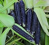 foto Shoppy Star: Seed Savers Exchange 1193 un'impollinazione di mais, nero Aztec, 50 Bustina di semi, miglior prezzo , bestseller 2024