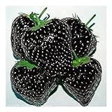 foto Exotic Plants nera fragola - - 30 semi, miglior prezzo EUR 4,98, bestseller 2024