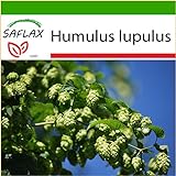 foto SAFLAX - Luppolo - 50 semi - Con substrato - Humulus lupulus, miglior prezzo EUR 4,45, bestseller 2024