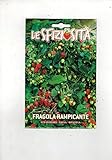 foto Fragola Rampicante (Semente) semi strawberry fragaria ananassa, miglior prezzo EUR 6,50, bestseller 2024