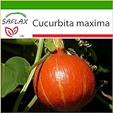 foto SAFLAX - Zucca di Hokkaido - 10 semi - Con substrato - Cucurbita maxima, miglior prezzo EUR 4,45, bestseller 2024