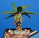foto Pinkdose Grande promozione Celestial Being Bonsai - Cactus - Anti-Radiazioni pianta in Vaso Giardino di Famiglia 100 pc/Pacchetto, 3YC7UH, miglior prezzo , bestseller 2024