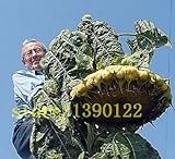 foto 20 pezzi giganti di semi di girasole gigante grandi semi di fiori di girasole Black Russian semi di girasole per il giardino di casa, miglior prezzo EUR 10,99, bestseller 2024