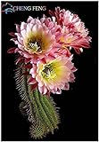 foto Pinkdose Benessere Piante Celestial - Cactus - pianta in Vaso Piante Anti-Radiazioni Famiglia 100 pc/Pacchetto: Violet, miglior prezzo , bestseller 2024