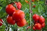 foto Semi di barone di pomodoro - Lycopersicon esculentum, miglior prezzo EUR 5,49, bestseller 2024