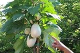 foto Portal Cool 100 semi Solanum torvum (Albero melanzane \ pomodoro), miglior prezzo , bestseller 2024