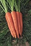 foto Shoopy Star 1500+ Seeds: Semi di Carota: Danvers 126 Carrot Seed Seed Fresh!, miglior prezzo , bestseller 2024
