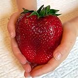 foto Semi sellify Egrow 100Pcs gigante rosso fragola Heirloom Super Seeds Giappone Strawberry Garden, miglior prezzo EUR 3,40, bestseller 2024