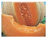 foto 150 C.ca Semi Melone Top Mark - Cucumis Melo In Confezione Originale Prodotto in Italia - Meloni, miglior prezzo EUR 7,40, bestseller 2024