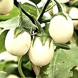 foto Semi di uova d'uovo di melanzane - Solanum melongena, miglior prezzo EUR 2,29, bestseller 2024