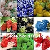 foto 12 tipi di semi di fragola diversi (verde, bianco, nero, rosso, blu, Giant, MINI, bonsai, normale Rosso, Pineberry fragola), miglior prezzo EUR 15,72, bestseller 2024