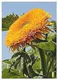 foto TROPICA - Girasole Orange Sun F1 (Helianthus annuus) - 60 Semi- Girasoli, miglior prezzo EUR 3,50, bestseller 2024