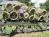 foto 20 pezzi semi di girasole gigante giganti grandi semi di fiori di girasole nero russo semi di girasole per il giardino di casa, miglior prezzo EUR 10,99, bestseller 2024