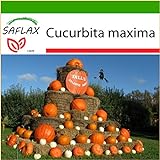 foto SAFLAX - Zucca gigante - 7 semi - Con substrato - Cucurbita maxima, miglior prezzo EUR 4,45, bestseller 2024