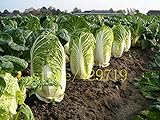 foto 500 semi di cavolo cinese cavolo NO-OGM Semi di ortaggi Bok choi Brassica pekinensis piante per giardino di casa, miglior prezzo EUR 10,99, bestseller 2024