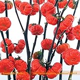 foto Pinkdose Rare russi semi di zucca melanzane, 100 semi/pacchetto, semi di Heirloom Solanum ornamentali melanzane, miglior prezzo , bestseller 2024
