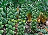 foto 200 semi di cavolo Pak Choi NON OGM Brassica pekinensis Piante semi di verdure per giardino di casa, miglior prezzo EUR 10,99, bestseller 2024