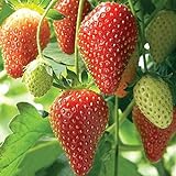 foto Farmerly Semi di fragola (Fragaria Ananassa) Bright Red Fruit ha un grande sapore 100 semi, miglior prezzo , bestseller 2024