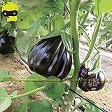 foto Go Garden Giant Black Beauty organico Melanzana di verdure, semi 100 semi/pacchetto, Frutta lucida Brinjaul annuali Nani Piante, miglior prezzo , bestseller 2024