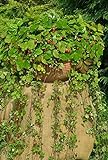 foto Semi di Attila selvatici di fragola - Fragaria vesca, miglior prezzo EUR 6,19, bestseller 2024