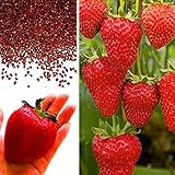 foto Rosepoem Semi di fragola gigante BIG Red Garden Semi bio fragola, miglior prezzo EUR 9,19, bestseller 2024