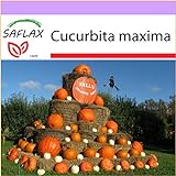 foto SAFLAX - Zucca gigante - 7 semi - Cucurbita maxima, miglior prezzo EUR 3,75, bestseller 2024