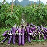 foto 100 semi di semi di patata viola di semi, melanzana cinese, tasso di germinazione> 99%, semi di verdure, semi di brinjal, miglior prezzo EUR 10,99, bestseller 2024