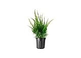 Photo Sea Green Juniper - 3 Live Gallon Size Plants - Juniperus Chinensis - Drought Tolerant Cold Hardy Evergreen Border Screening Shrub, best price $66.98, bestseller 2024