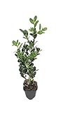 Photo Winter Green Korean Boxwood - 20 Live Plants - Buxus Microphylla - Fast Growing Cold Hardy Formal Evergreen Shrub, best price $84.98, bestseller 2024