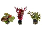 Foto Tropica Pflanzen Set 3 schöne rote Topf Pflanzen Aquariumpflanzenset Nr.12 Wasserpflanzen Aquarium Aquariumpflanzen, bester Preis 17,99 €, Bestseller 2024
