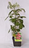 Foto Frambuesa roja (maceta 2 litros) - Arbusto frutal vivo, mejor precio 10,50 €, éxito de ventas 2024