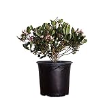 Photo Eleanor Taber Indian Hawthorn (2.4 Gallon) Pink Blooming Evergreen Shrub - Full Sun Live Outdoor Plant, best price $36.99, bestseller 2024