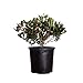 Eleanor Taber Indian Hawthorn (2.4 Gallon) Pink Blooming Evergreen Shrub - Full Sun Live Outdoor Plant new 2024