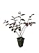 Loropetalum 'Plum Delight' - Chinese Fringe Flower - 10 Live Plants - Evergreen Flowering Shrub new 2024