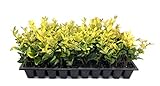Photo Ligustrum Japonicum 'Howardi' - 10 Live Plants - Evergreen Privacy Hedge Yellow Tip Shrub, best price $49.98, bestseller 2024