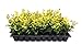 Ligustrum Japonicum 'Howardi' - 10 Live Plants - Evergreen Privacy Hedge Yellow Tip Shrub new 2024