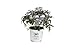 Black Lace Elderberry (Sambucus) Live Shrub, Pink Flowers, 1 Gallon new 2024